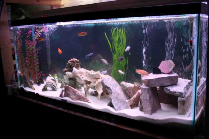 Aquarium fish tanks minimalis 9gag aquariums rumah dengan stair incorporated very idea raumteiler functionality haus freshwater unik aquascaping