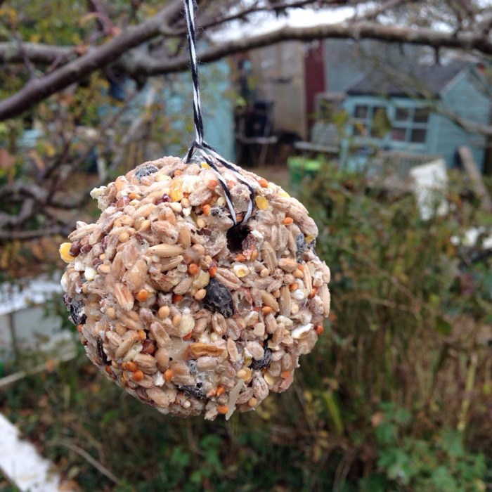 Diy bird food