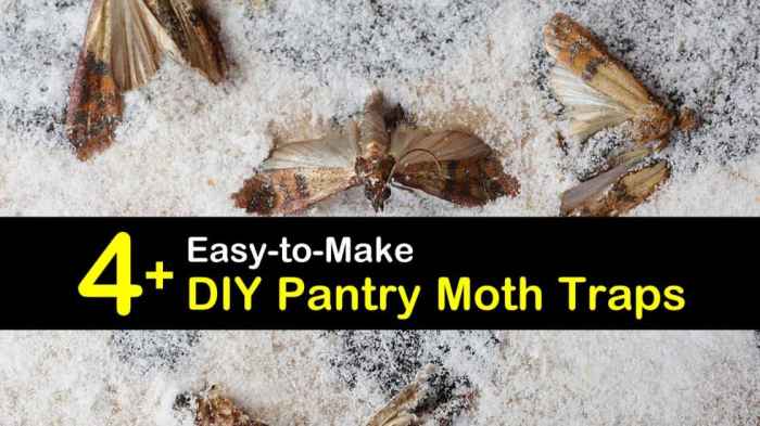 Diy moth trap